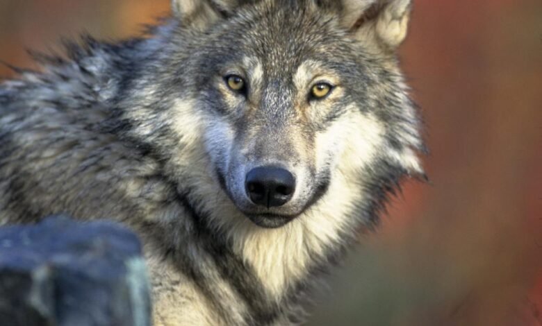 closeup photography of wold lying on ground