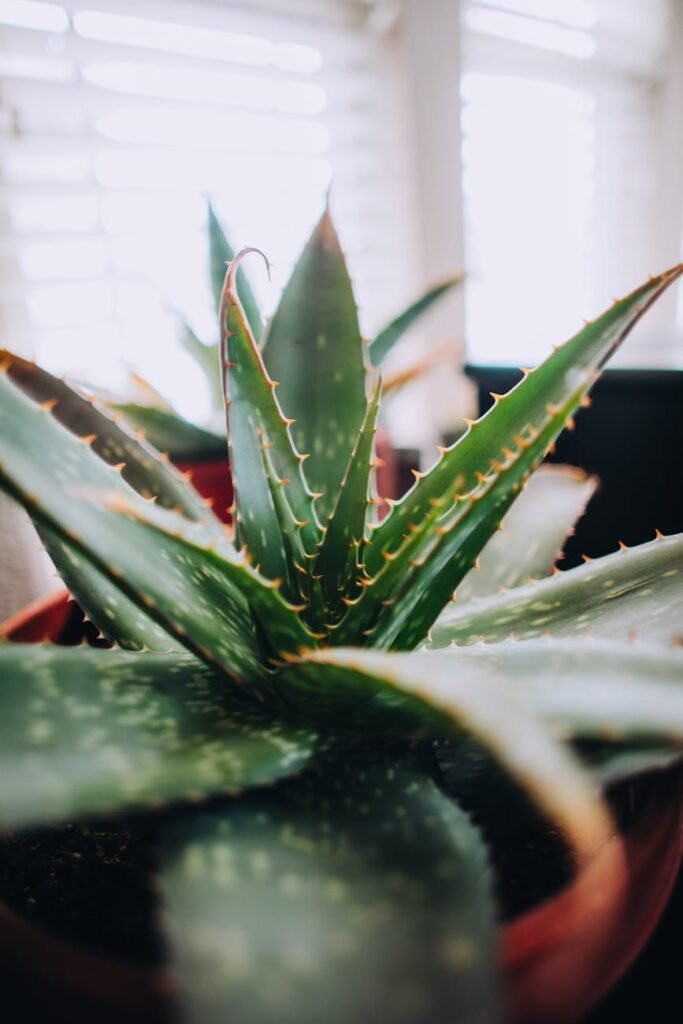 close up photo of succulent plant