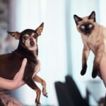 photo of people holding siamese cat and chihuahua