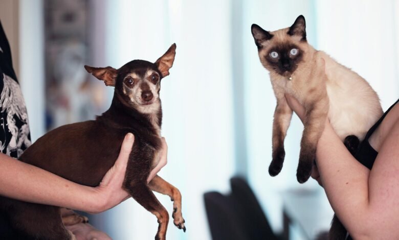 photo of people holding siamese cat and chihuahua