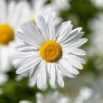 white daisy flower