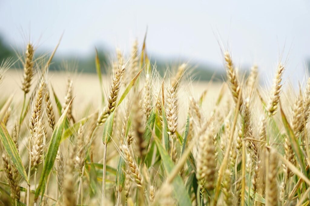 selective focus photography of wheat field