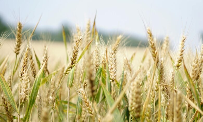 selective focus photography of wheat field