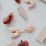 models of organs