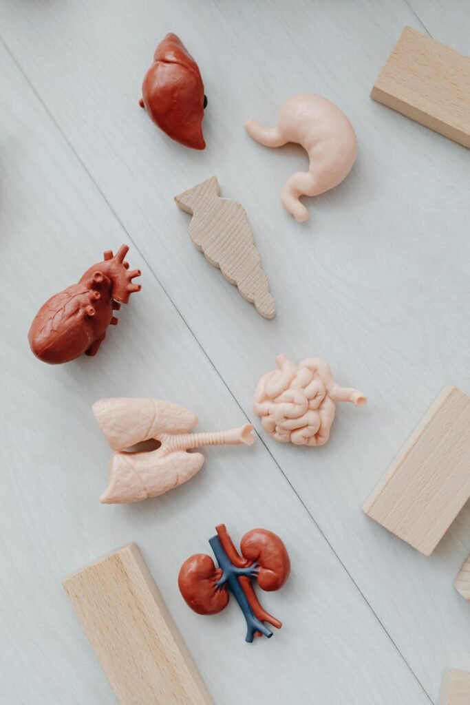 models of organs