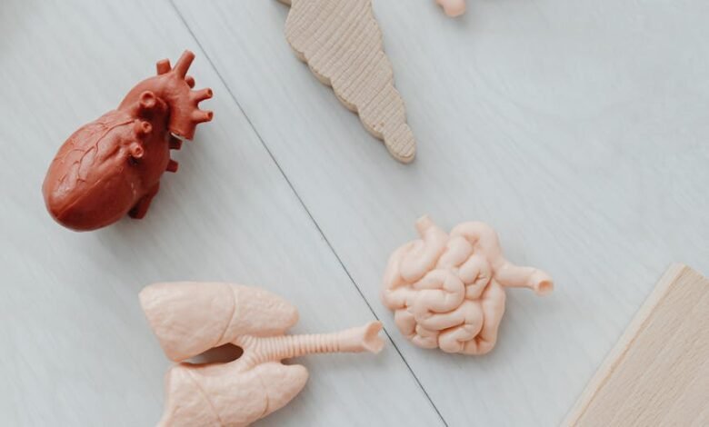 models of organs