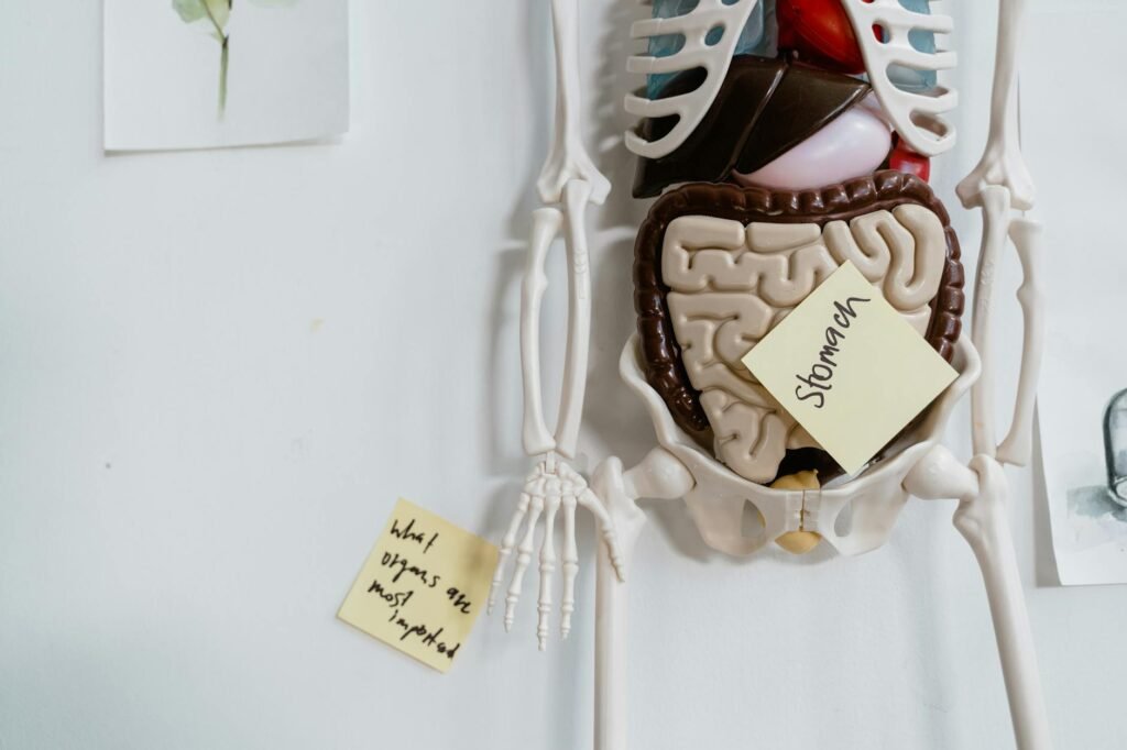 skeleton model hanging on the wall