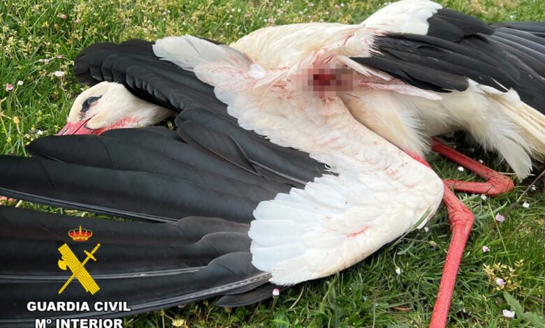 La Guardia Civil investiga a dos personas por la muerte de una cigüeña blanca 1 lagaceta.es