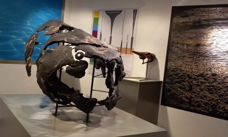 El Museo de los Mares Paleozoicos acoge una conferencia sobre el primer superdepredador gigante 1 lagaceta.es
