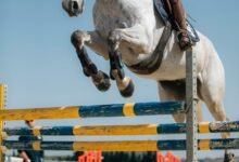 78 CONCURSO NACIONAL DE SALTO 2025 13 an equestrian riding her horse jumping an obstacle