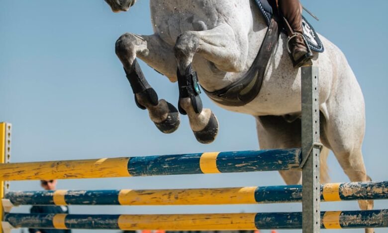 an equestrian riding her horse jumping an obstacle